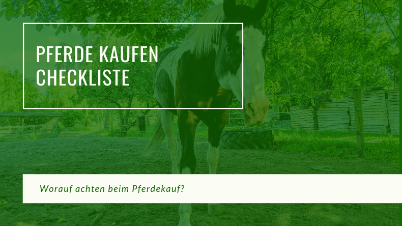 Pferd kaufen Checkliste